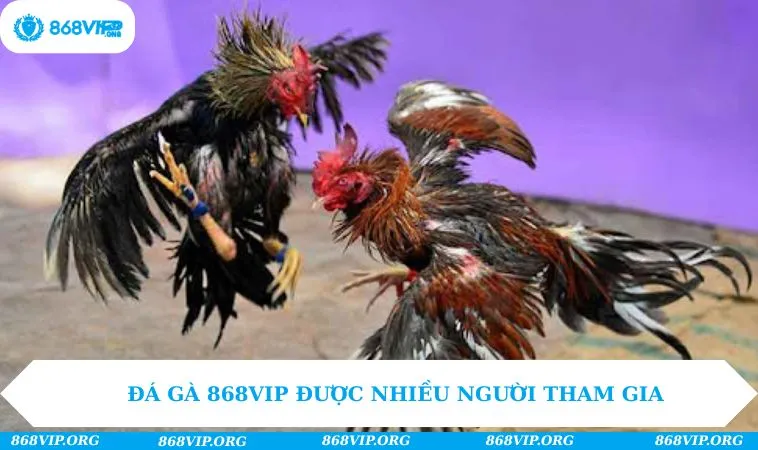 Đá gà 868VIP được nhiều người tham gia